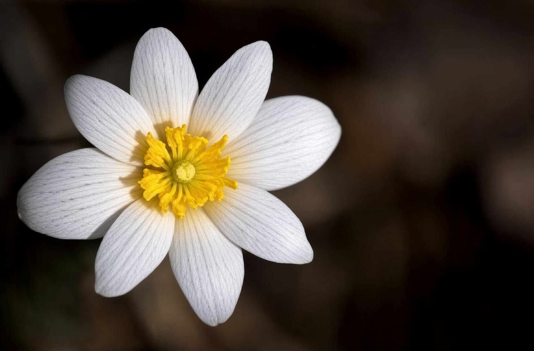 Bloodroot wildflower — native wetland plant
