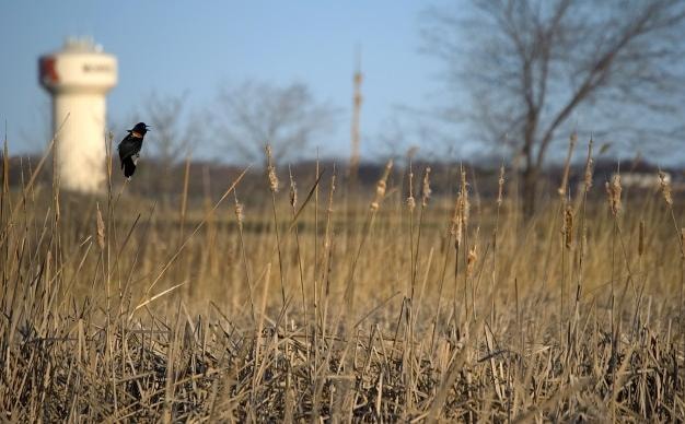 Account Representation and Management for Wetland Bankers